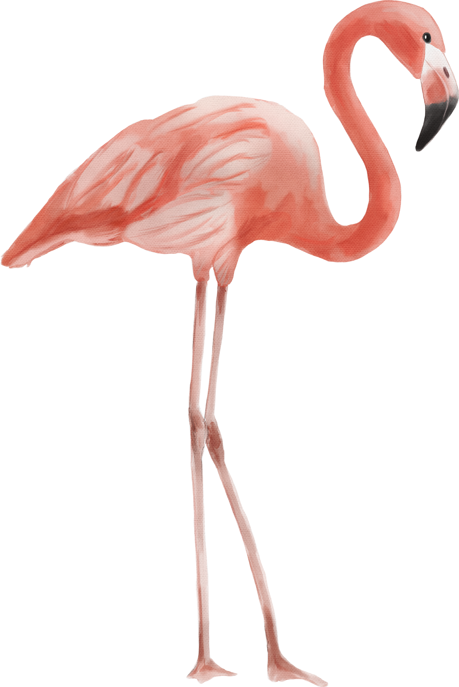 Pink Flamingo Watercolor