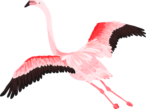 Flamingo Tropical Bird